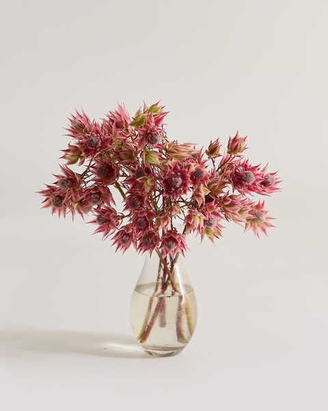 블러싱 브라이드