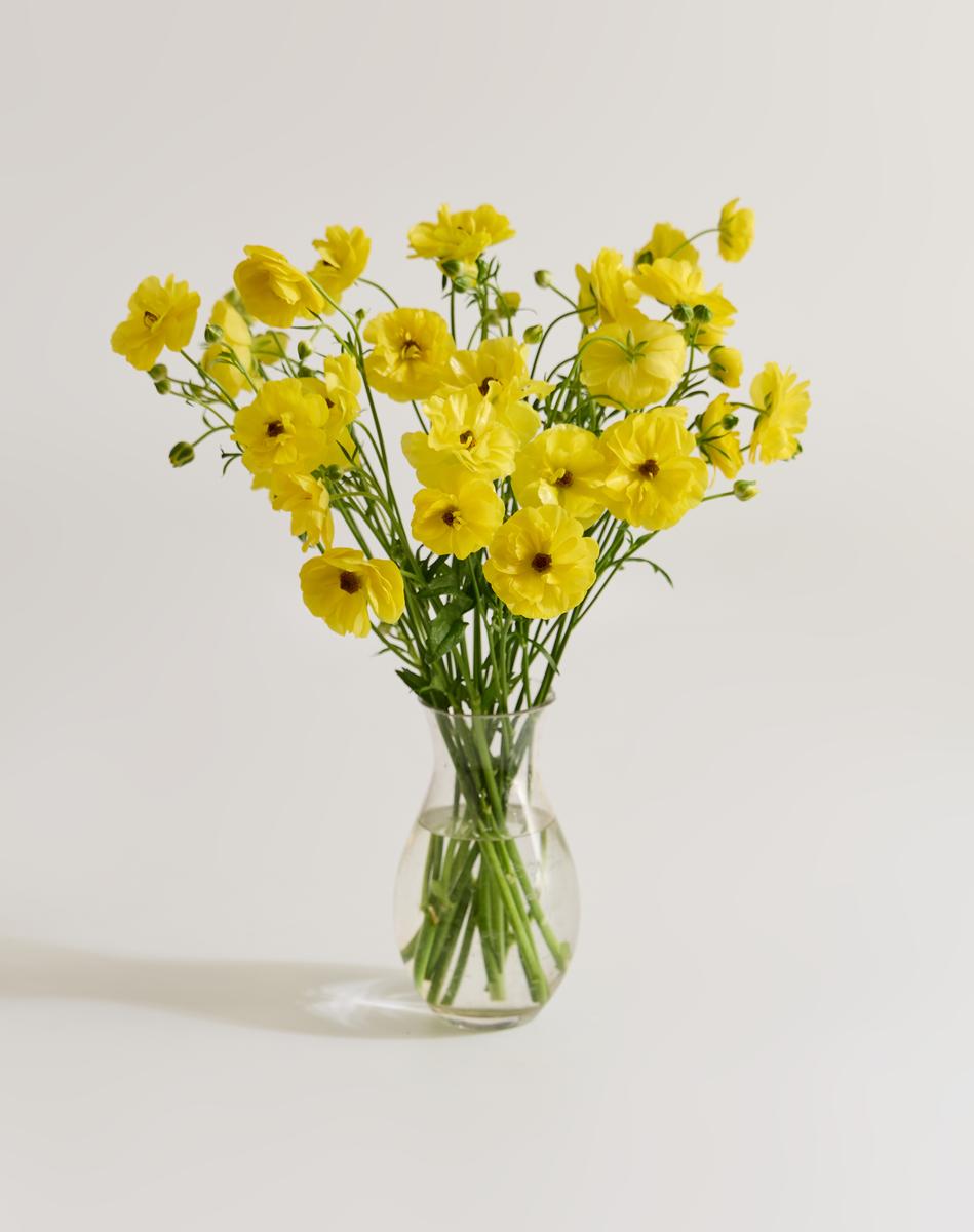 라넌큘러스 버터플라이