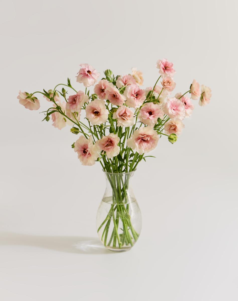 라넌큘러스 버터플라이