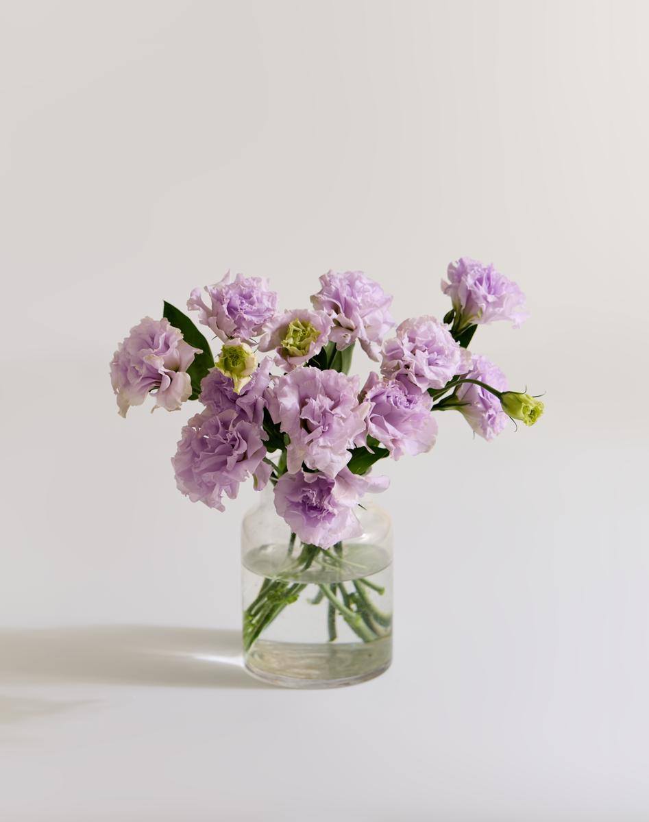 연보라