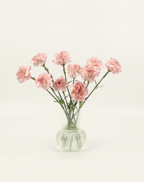 스탠다드 카네이션