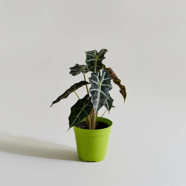 거북 알로카시아 10cm 이미지