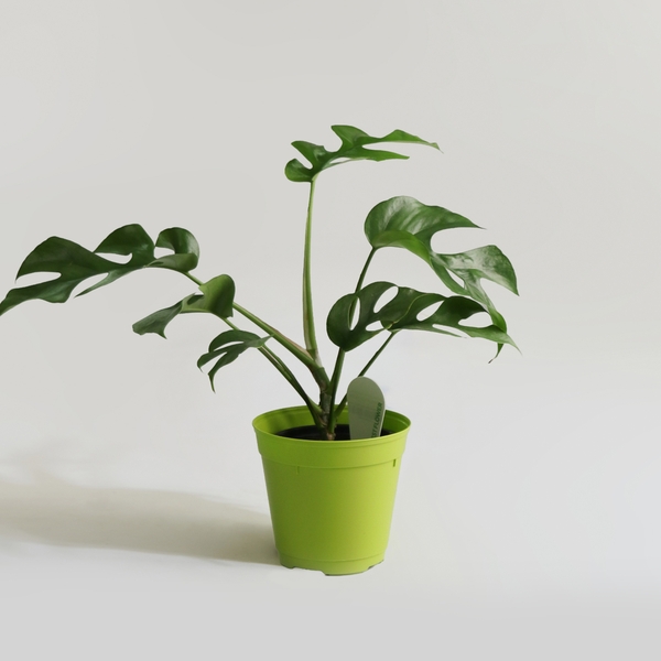 히메 몬스테라 10cm 이미지