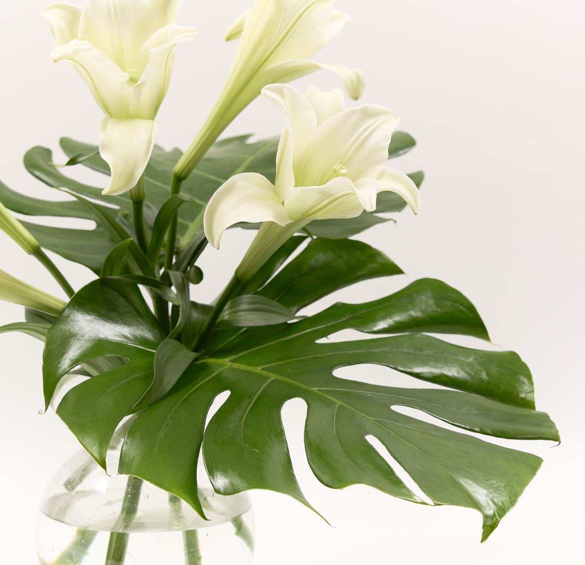 섬세한 화이트 
대담한 그린