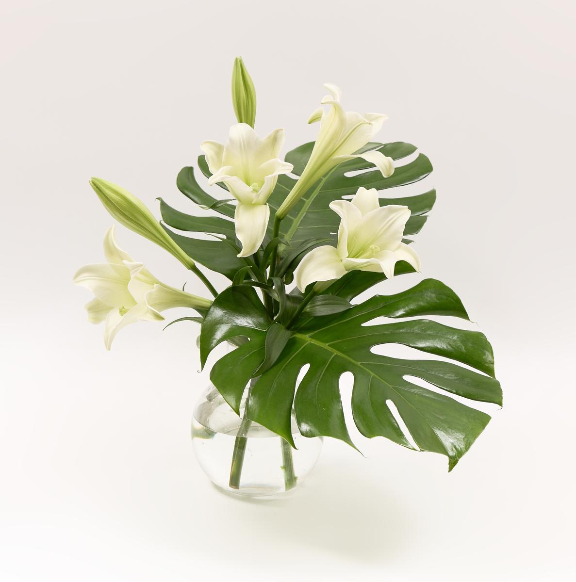 섬세한 화이트 
대담한 그린