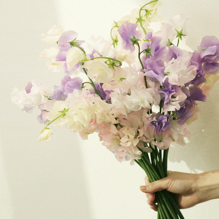 봄이 오면, 스위트피.